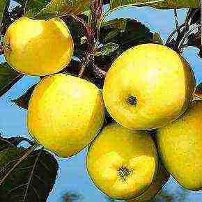 the best varieties of apple trees in the Urals