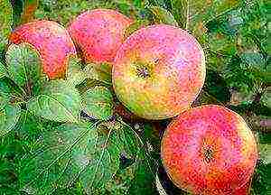 the best varieties of apple trees in the Urals