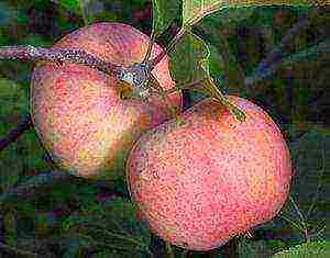 the best varieties of apple trees in the Urals