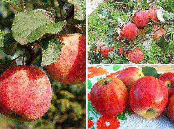 the best varieties of apple trees in the Urals