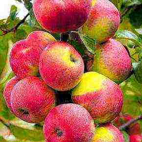 the best varieties of apple trees in the Urals