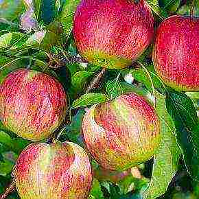 the best varieties of apple trees in the Urals