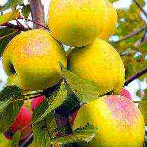 the best varieties of apple trees in the Urals