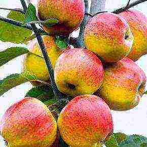 the best varieties of apple trees in the Urals