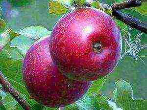 the best varieties of apple trees in the Urals