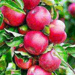 the best varieties of apple trees in the Urals