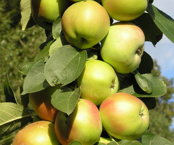 the best varieties of apple trees are columnar