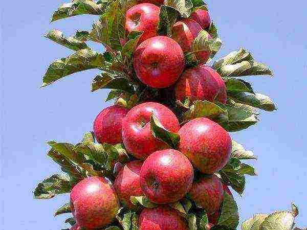 the best varieties of apple trees are columnar