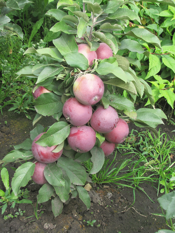 the best varieties of apple trees are columnar