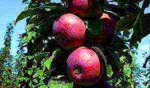 the best varieties of apple trees are columnar