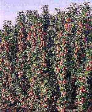 the best varieties of apple trees are columnar