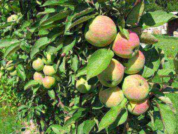 the best varieties of apple trees are columnar