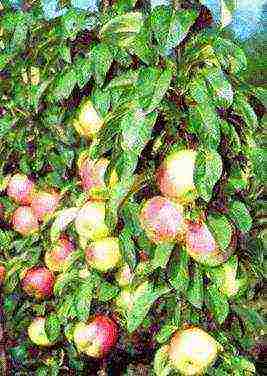 the best varieties of apple trees are columnar