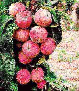 the best varieties of apple trees are columnar