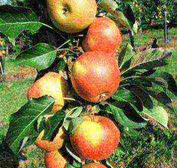 the best varieties of apple trees are columnar