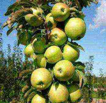 the best varieties of apple trees are columnar