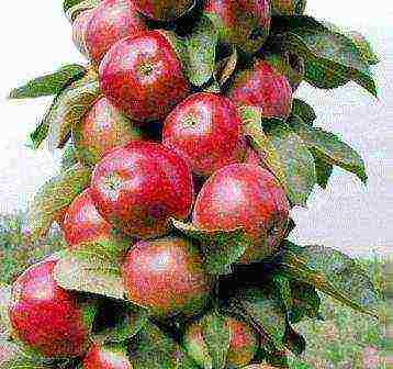 the best varieties of apple trees are columnar