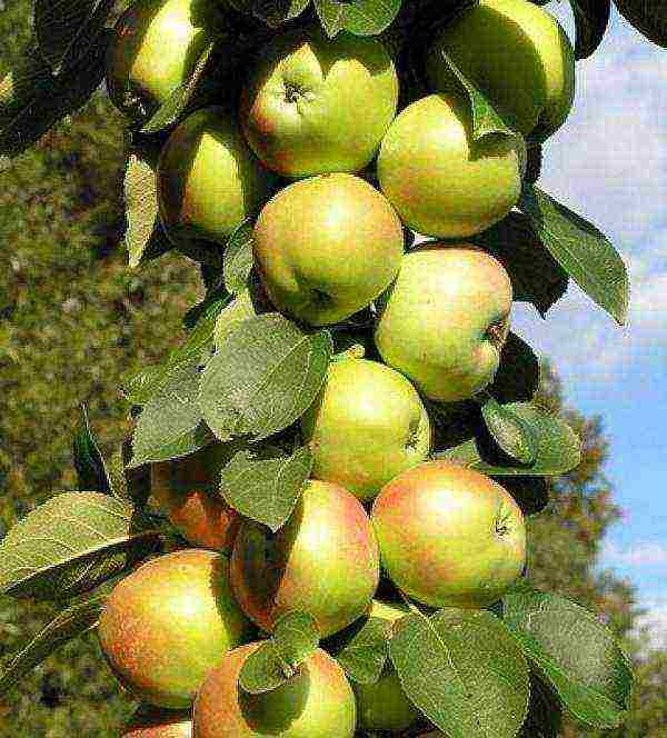 the best varieties of apple trees are columnar