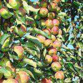 the best varieties of apple trees are columnar