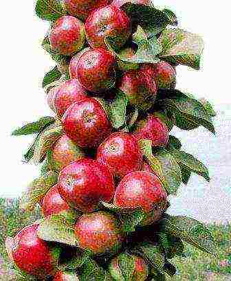 the best varieties of apple trees are columnar