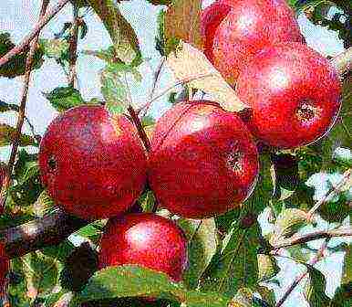 the best varieties of apple trees are columnar