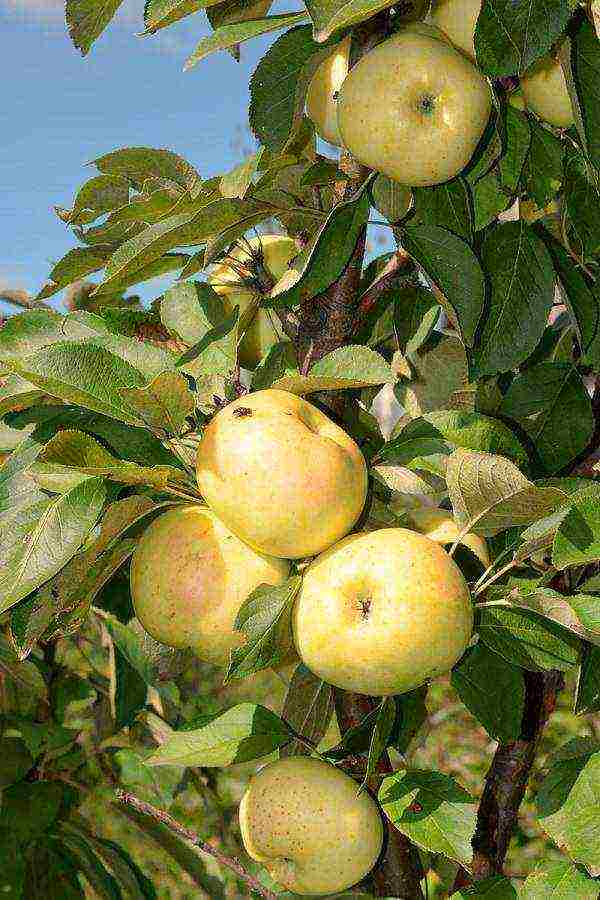 the best varieties of apple trees are columnar