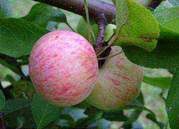 the best varieties of summer apple trees