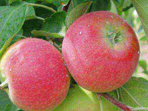 the best varieties of summer apple trees