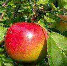 the best varieties of summer apple trees