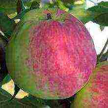 the best varieties of summer apple trees