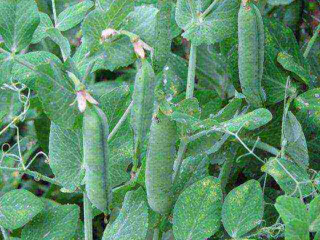 the best varieties of green peas