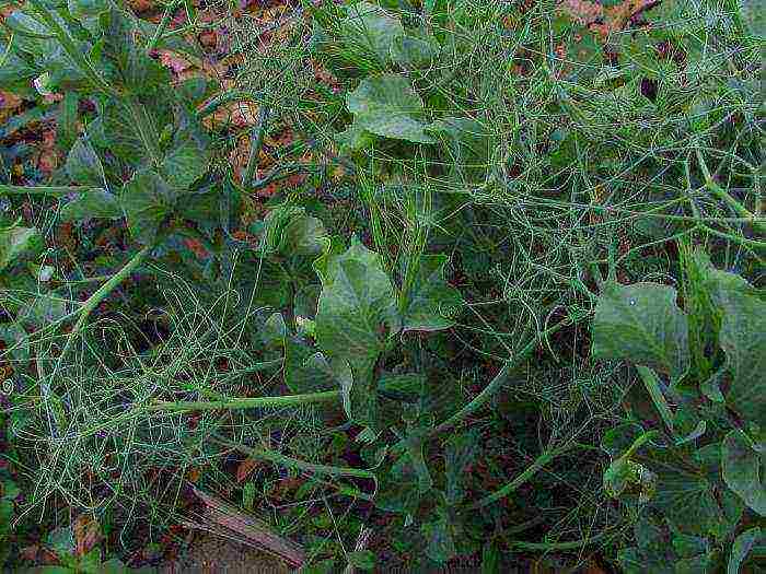 the best varieties of green peas