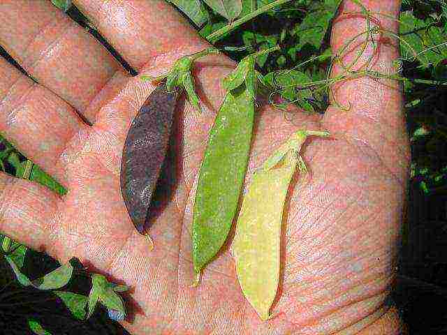 the best varieties of green peas