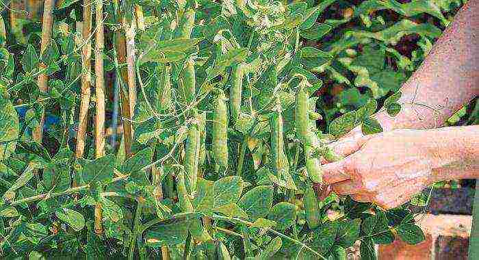 the best varieties of green peas