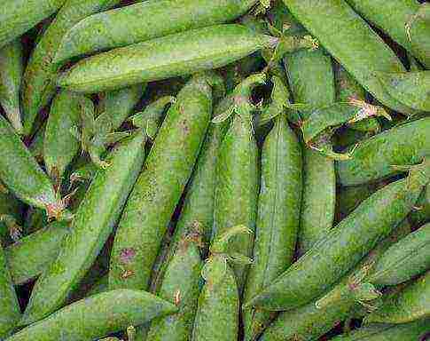 the best varieties of green peas