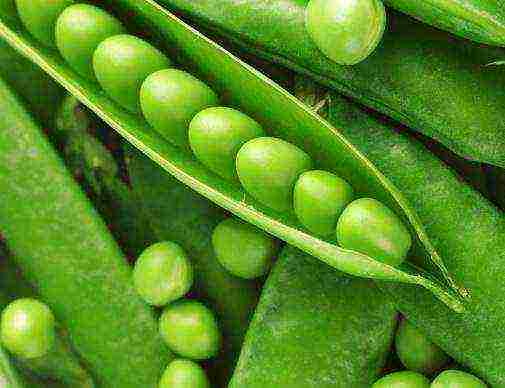 the best varieties of green peas