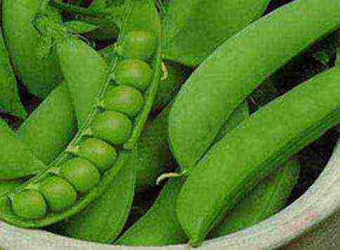 the best varieties of green peas