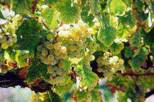 the best varieties of green grapes