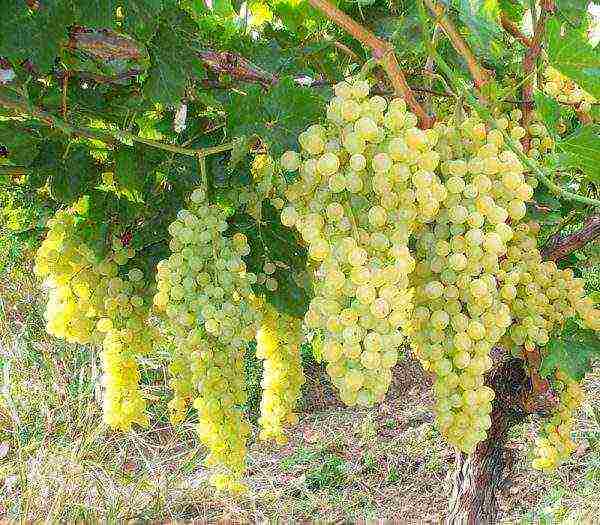 the best varieties of green grapes