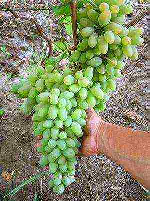 the best varieties of green grapes