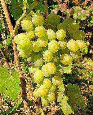 the best varieties of green grapes