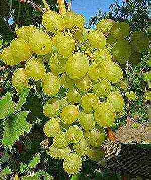 the best varieties of green grapes