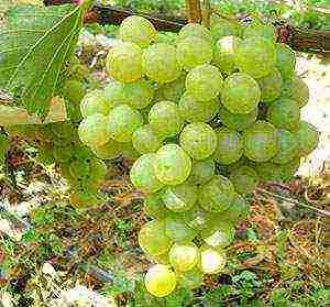 the best varieties of green grapes