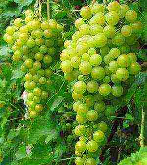 the best varieties of green grapes