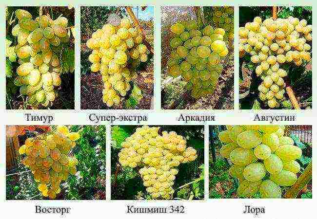 the best varieties of green grapes