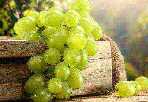 the best varieties of green grapes