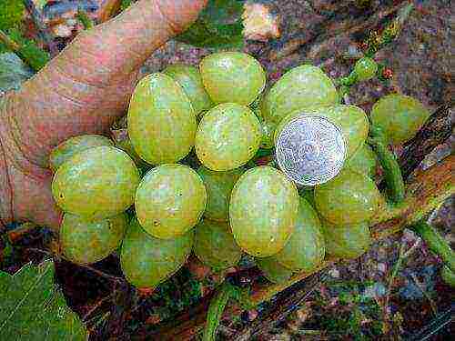 the best varieties of green grapes