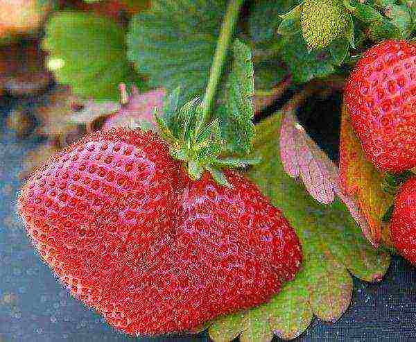 the best varieties of strawberries near Moscow