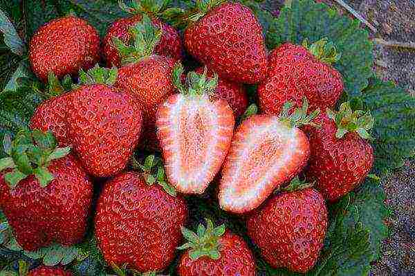 the best varieties of strawberries near Moscow