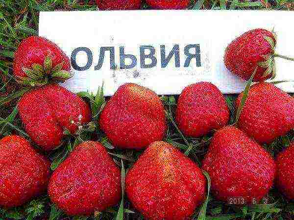 the best varieties of strawberries near Moscow